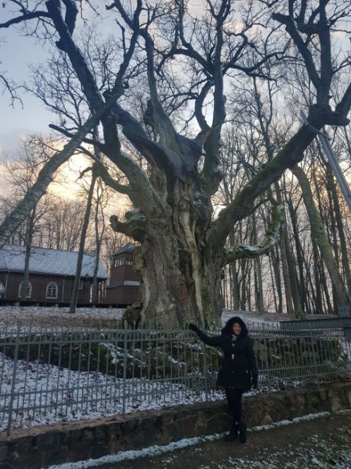 the Stelmuze Oak...oldest Oak in Lithuania and in Europe (The only country with its on scent - Lithuania)