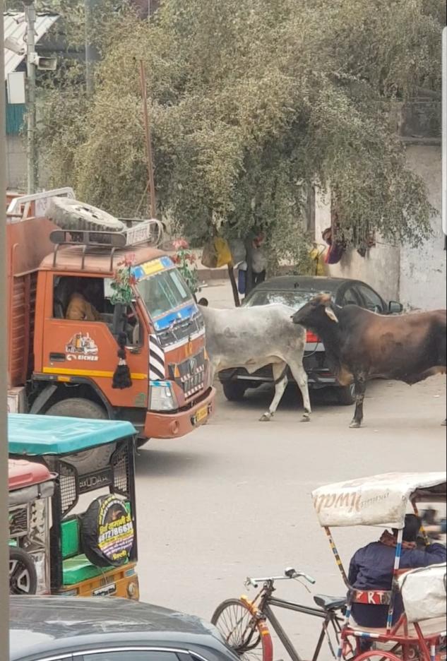 Even cows are part of the traffic. India, the most populated country on earth