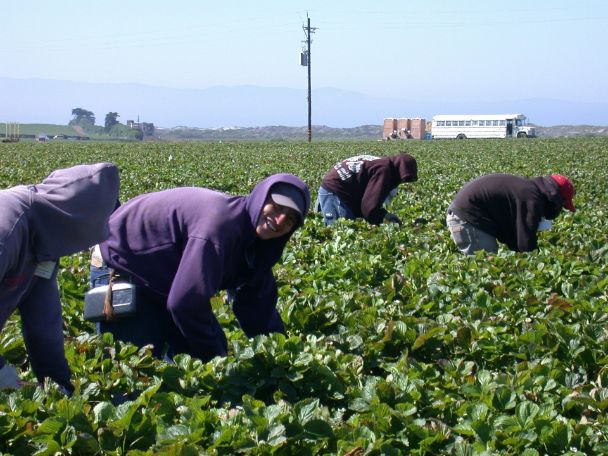 Farm workers. How to work and travel simultaneously