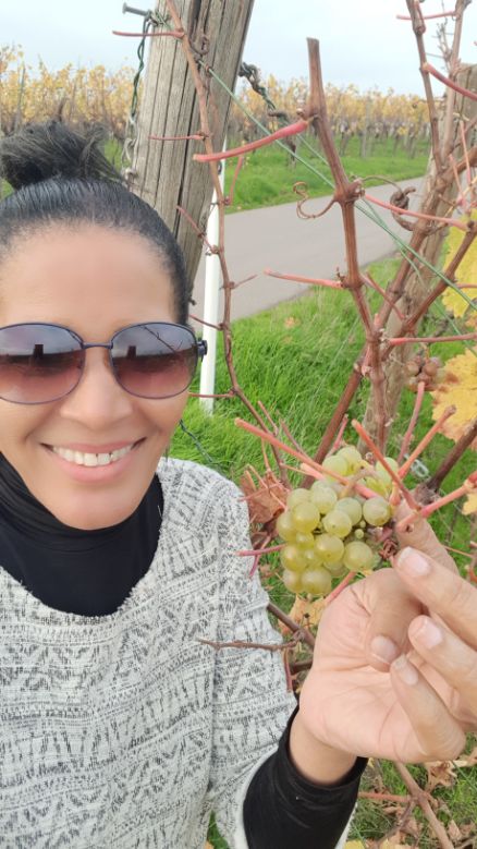 picking grapes in Moselle. Luxembourg the second richest country in the world